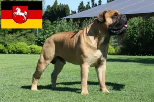 Lees meer over het artikel Bullmastiff fokkers en pups in Nedersaksen