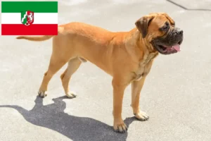 Lees meer over het artikel Bullmastiff fokkers en pups in Noordrijn-Westfalen