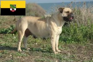 Lees meer over het artikel Bullmastiff fokkers en pups in Saksen-Anhalt