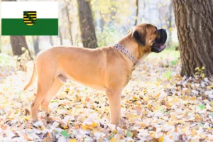 Lees meer over het artikel Bullmastiff fokkers en pups in Saksen