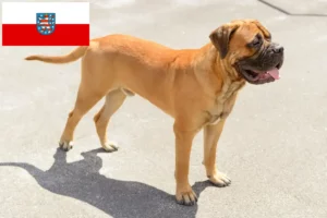 Lees meer over het artikel Bullmastiff fokkers en pups in Thüringen