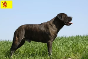 Lees meer over het artikel Bullmastiff fokkers en pups in Zuid-Holland