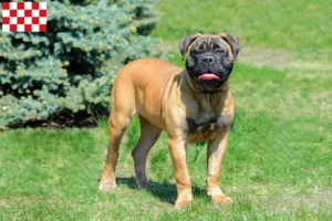 Lees meer over het artikel Bullmastiff fokkers en pups in Noord-Brabant