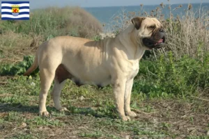 Lees meer over het artikel Bullmastiff fokkers en pups in Zeeland