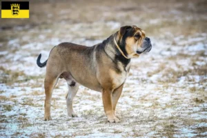 Lees meer over het artikel Ca de Bou fokkers en pups in Baden-Württemberg