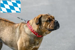 Lees meer over het artikel Ca de Bou fokkers en puppies in Beieren