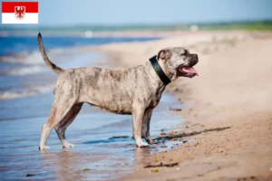 Lees meer over het artikel Ca de Bou fokkers en pups in Brandenburg
