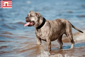 Lees meer over het artikel Ca de Bou fokkers en pups in Bremen