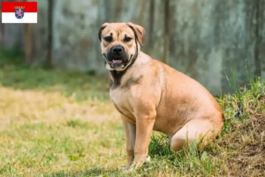 Lees meer over het artikel Ca de Bou fokkers en pups in Hessen