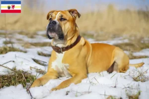 Lees meer over het artikel Ca de Bou fokkers en pups in Mecklenburg-Vorpommern