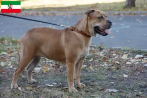 Lees meer over het artikel Ca de Bou fokkers en pups in Noordrijn-Westfalen