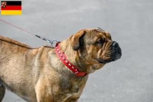 Lees meer over het artikel Ca de Bou fokkers en pups in Rijnland-Palts