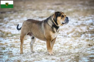 Lees meer over het artikel Ca de Bou fokkers en pups in Saksen
