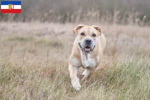 Lees meer over het artikel Ca de Bou fokkers en pups in Sleeswijk-Holstein