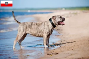 Lees meer over het artikel Ca de Bou fokkers en pups in Thüringen