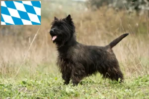 Lees meer over het artikel Cairn Terrier fokkers en puppies in Beieren