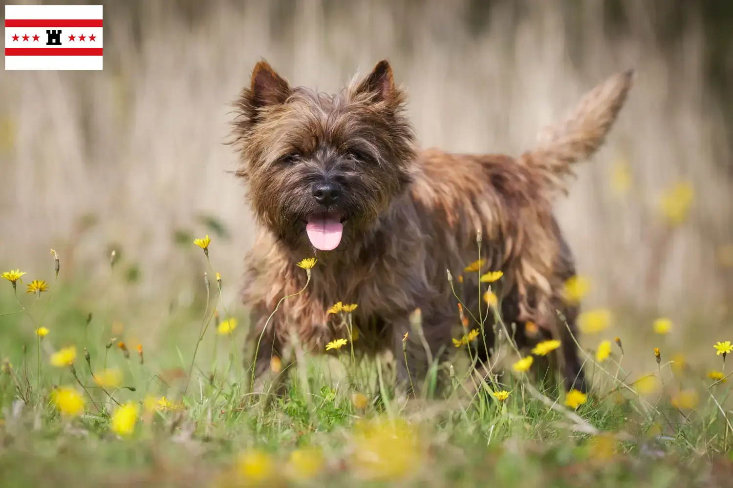 Cairn Terrier pups en fokkers Drenthe Zoek Cairn Terrier fokkers in Drenthe.