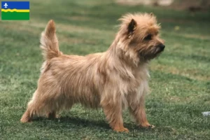Lees meer over het artikel Cairn Terrier fokkers en pups in Flevoland