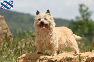 Lees meer over het artikel Cairn Terrier fokkers en pups in Friesland