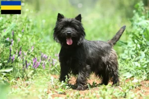 Lees meer over het artikel Cairn Terrier fokkers en pups in Gelderland