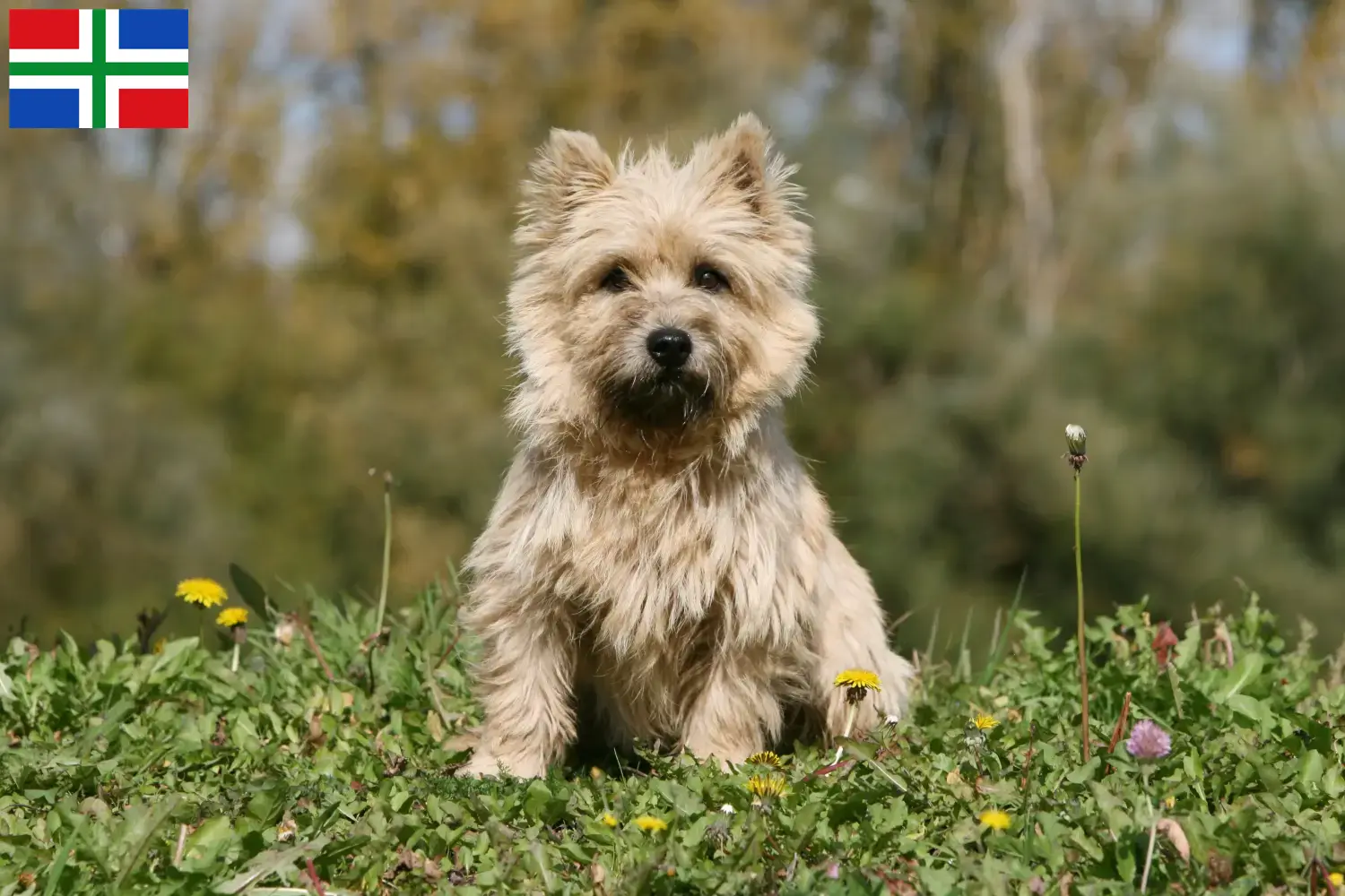 Cairn Terrier pups en fokkers Groningen Vind hier Cairn Terrier fokkers in Groningen.