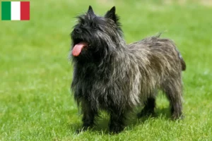 Lees meer over het artikel Cairn Terrier fokkers en puppies in Italië