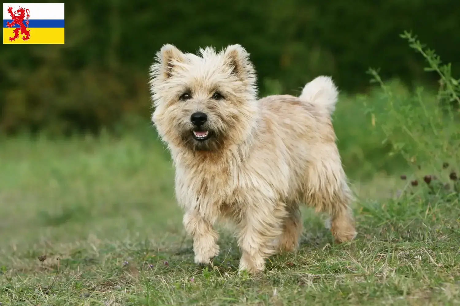 Cairn Terrier pups en fokkers Limburg Vind hier Cairn Terrier fokkers in Limburg.
