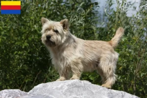 Lees meer over het artikel Cairn Terrier fokkers en pups in Noord-Holland