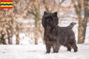 Lees meer over het artikel Cairn Terrier fokkers en pups in Overijssel