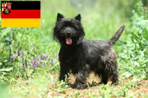 Lees meer over het artikel Cairn Terrier fokkers en pups in Rijnland-Palts