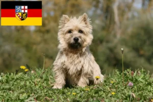 Lees meer over het artikel Cairn Terrier fokkers en pups in Saarland