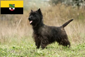 Lees meer over het artikel Cairn Terrier fokkers en pups in Saksen-Anhalt
