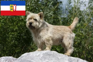 Lees meer over het artikel Cairn Terrier fokkers en pups in Sleeswijk-Holstein