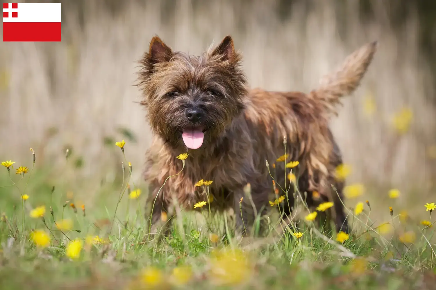 Cairn Terrier puppy's en fokkers Utrecht Zoek Cairn Terrier fokkers in Utrecht.