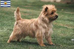 Lees meer over het artikel Cairn Terrier fokkers en pups in Zeeland
