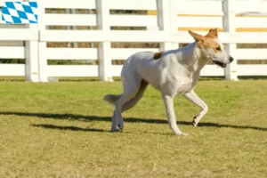 Lees meer over het artikel Canaan hondenfokkers en puppies in Beieren