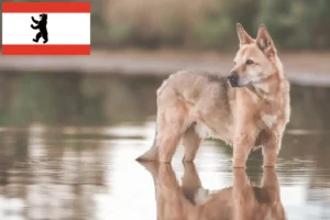 Lees meer over het artikel Canaan Hondenfokker en Puppies in Berlijn