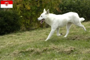 Lees meer over het artikel Canaan Hondenfokker en Puppies in Brandenburg