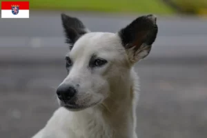 Lees meer over het artikel Canaan hondenfokkers en pups in Hessen