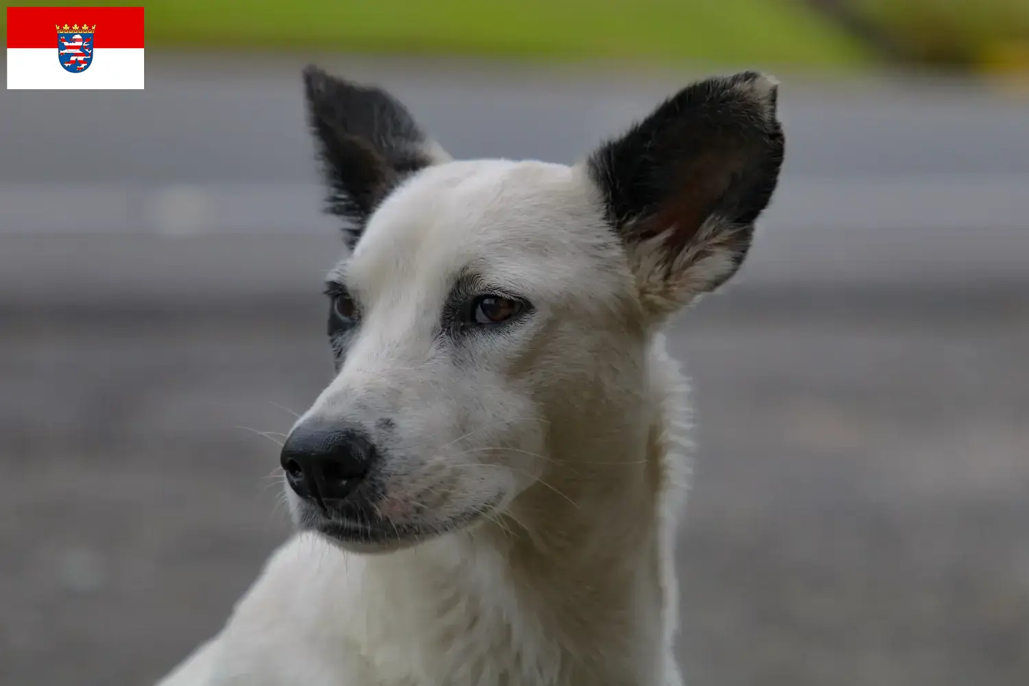 Lees meer over het artikel Canaan hondenfokkers en pups in Hessen