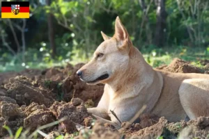 Lees meer over het artikel Canaan hondenfokkers en pups in Saarland