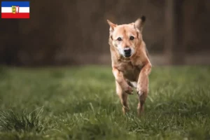 Lees meer over het artikel Canaan hondenfokkers en pups in Sleeswijk-Holstein