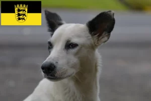 Lees meer over het artikel Canaan hondenfokkers en pups in Baden-Württemberg