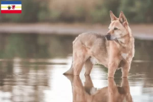 Lees meer over het artikel Canaan hondenfokkers en pups in Mecklenburg-Vorpommern