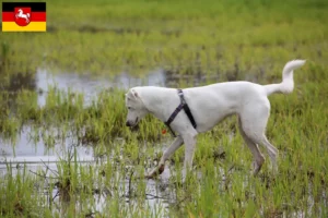 Lees meer over het artikel Canaan hondenfokkers en pups in Nedersaksen