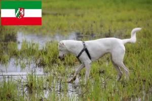 Lees meer over het artikel Canaan hondenfokkers en pups in Noordrijn-Westfalen