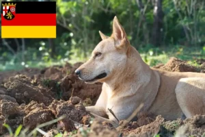 Lees meer over het artikel Canaan hondenfokkers en pups in Rijnland-Palts