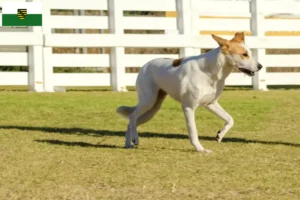 Lees meer over het artikel Canaan Hondenfokker en Puppies in Saksen