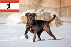 Lees meer over het artikel Cane Corso Italiano fokkers en pups in Berlijn