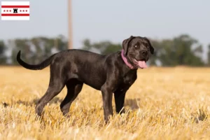 Lees meer over het artikel Cane Corso Italiano fokkers en pups in Drenthe